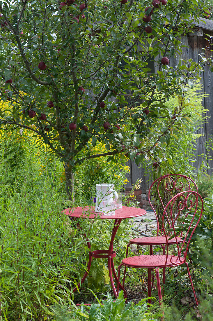 Seat in the garden under the apple tree