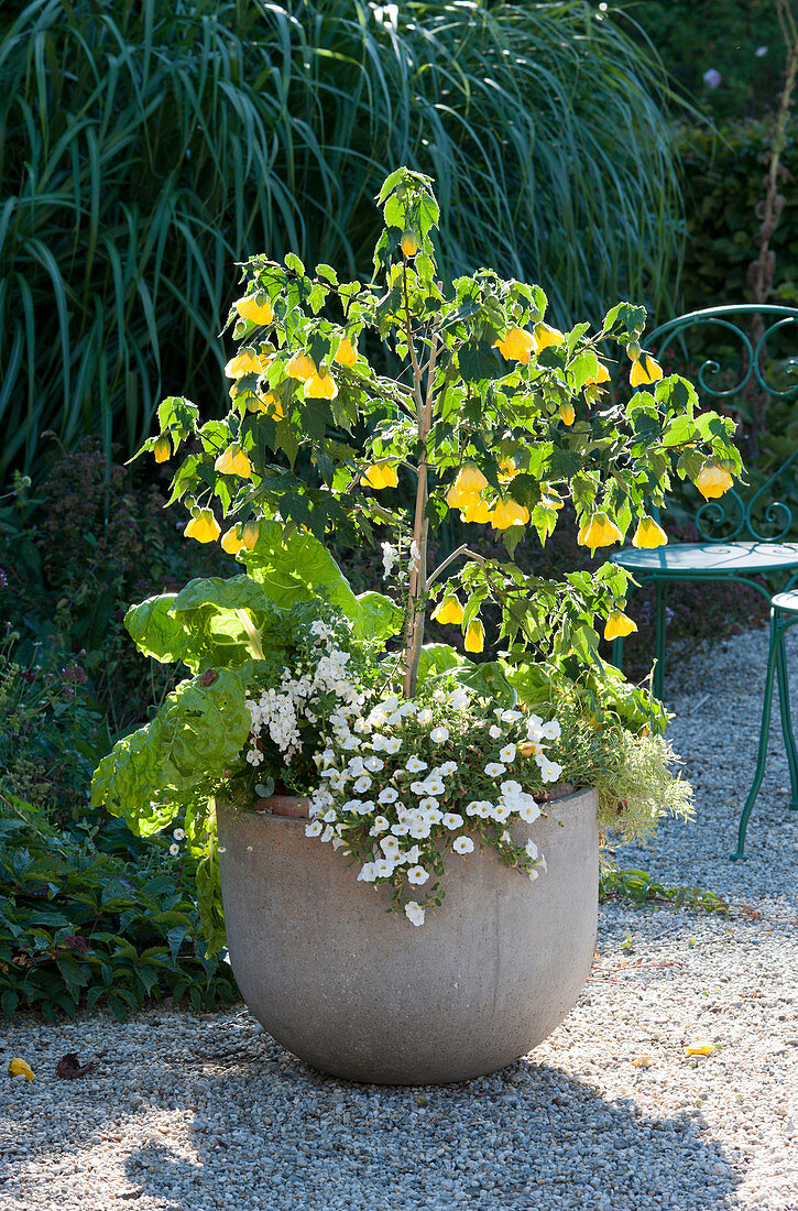 Yellow flowering mallow, magic bells Unique 'White', Swiss chard, angel face angel face 'Carrara' and scented stone rich