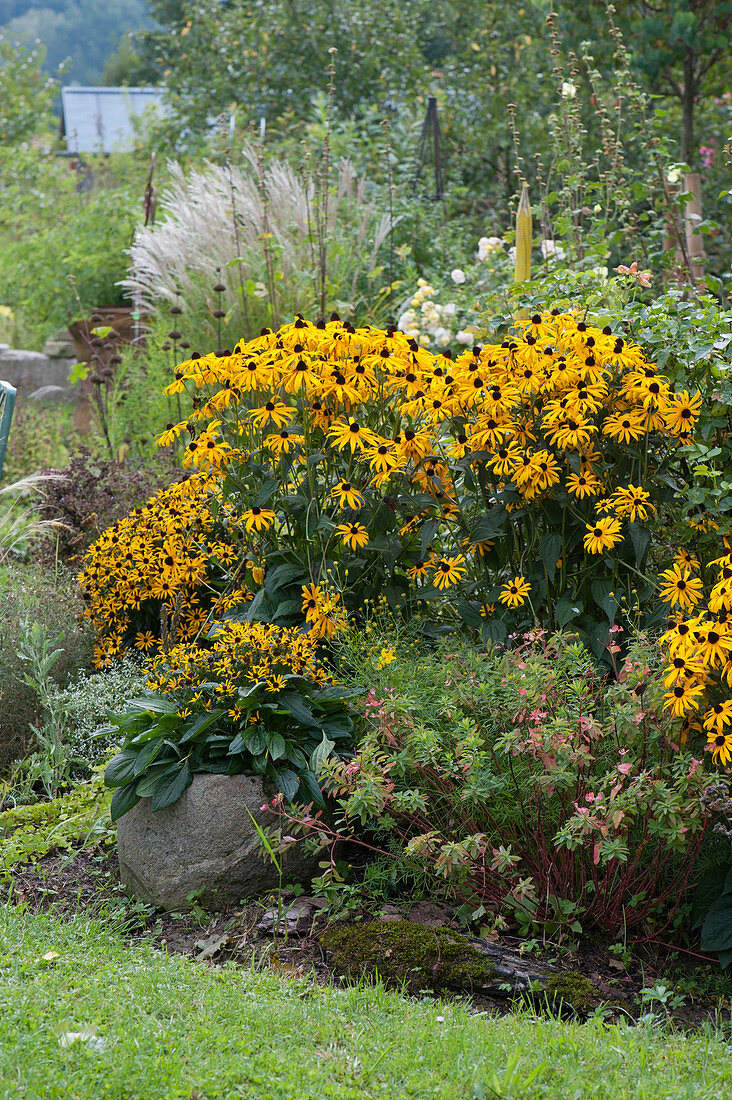 Yellow Rudbeckia 'Goldsturm' 'Little Goldstar', milkweed and Chinese reed, natural stone