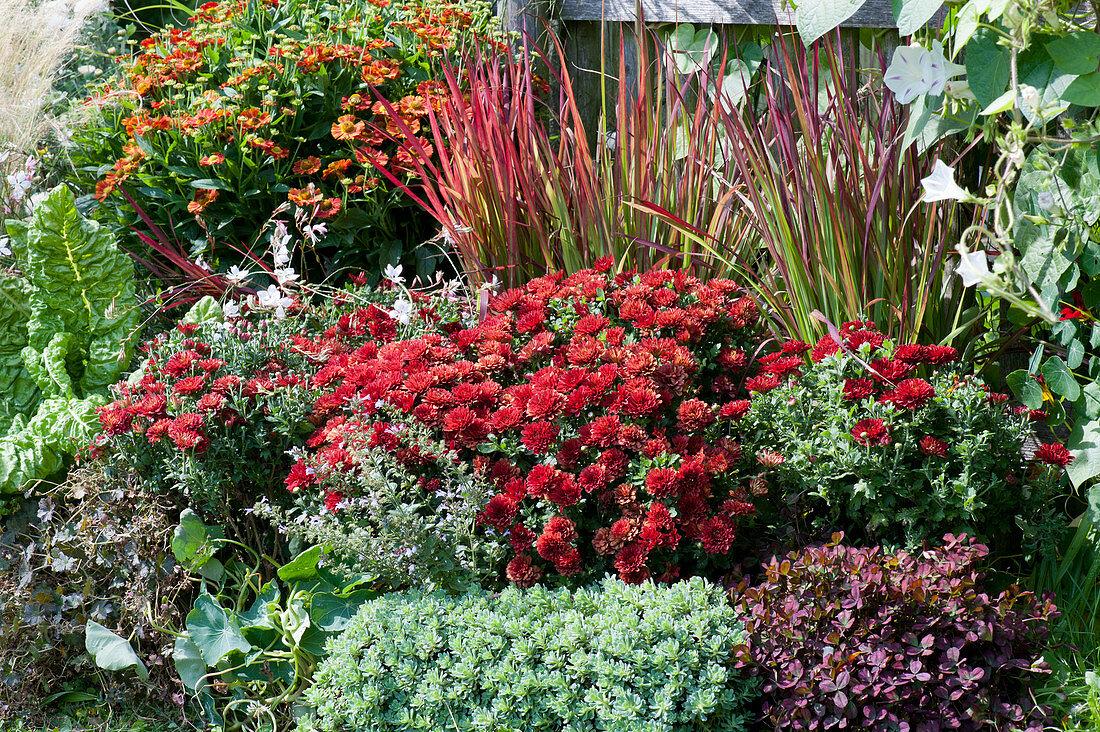 Herbstchrysantheme Dreamstar 'Zelos', Sonnenbraut, Japanisches Rotgras 'Red Baron', Mangold, Storchschnabel, Bergminze, Kapuzinerkresse, Klee Angel Clover 'Beauty' und Dickrosettiges Fettblatt