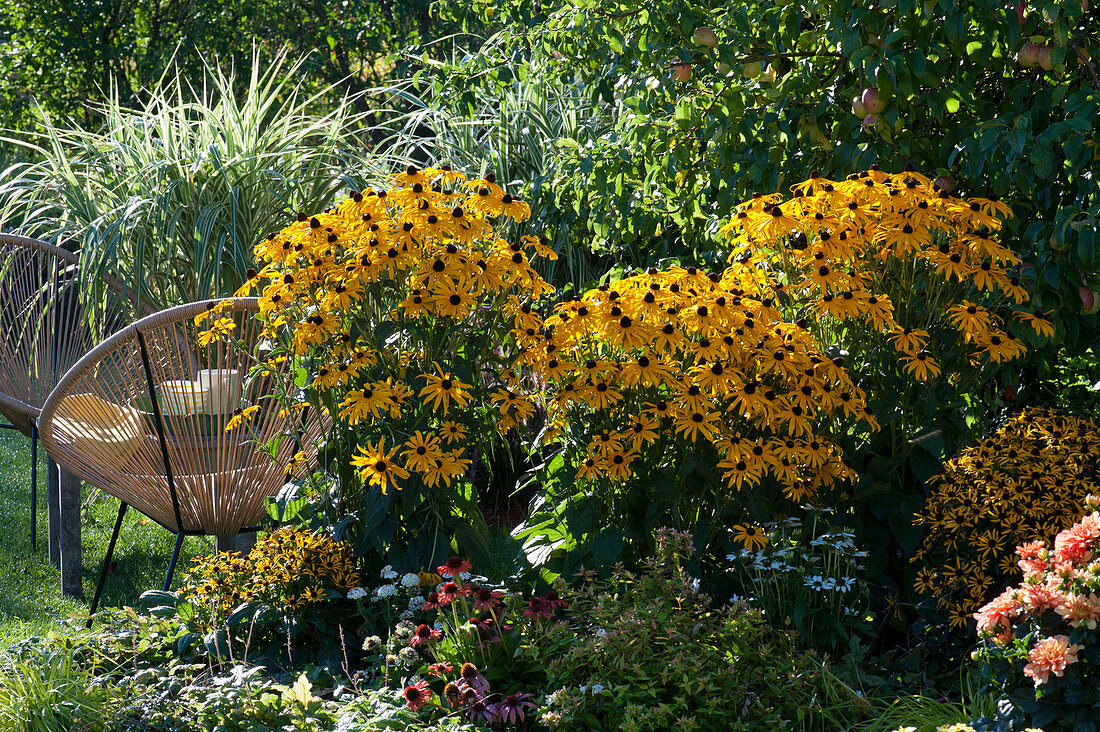 Sitzplatz neben Staudenbeet mit Sonnenhut 'Goldsturm' 'Little Goldstar', Pfahlrohr 'Variegata'