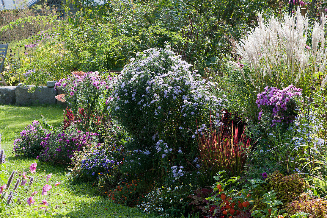 Autumn bed with asters, Chinese reeds and Japanese red grass 'Red Baron'