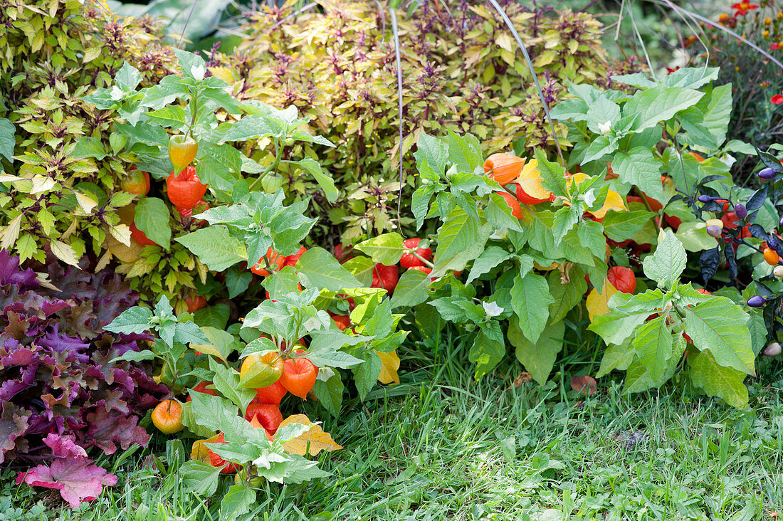 Chinese lantern flowers, colored nettles and purple bells in the bed