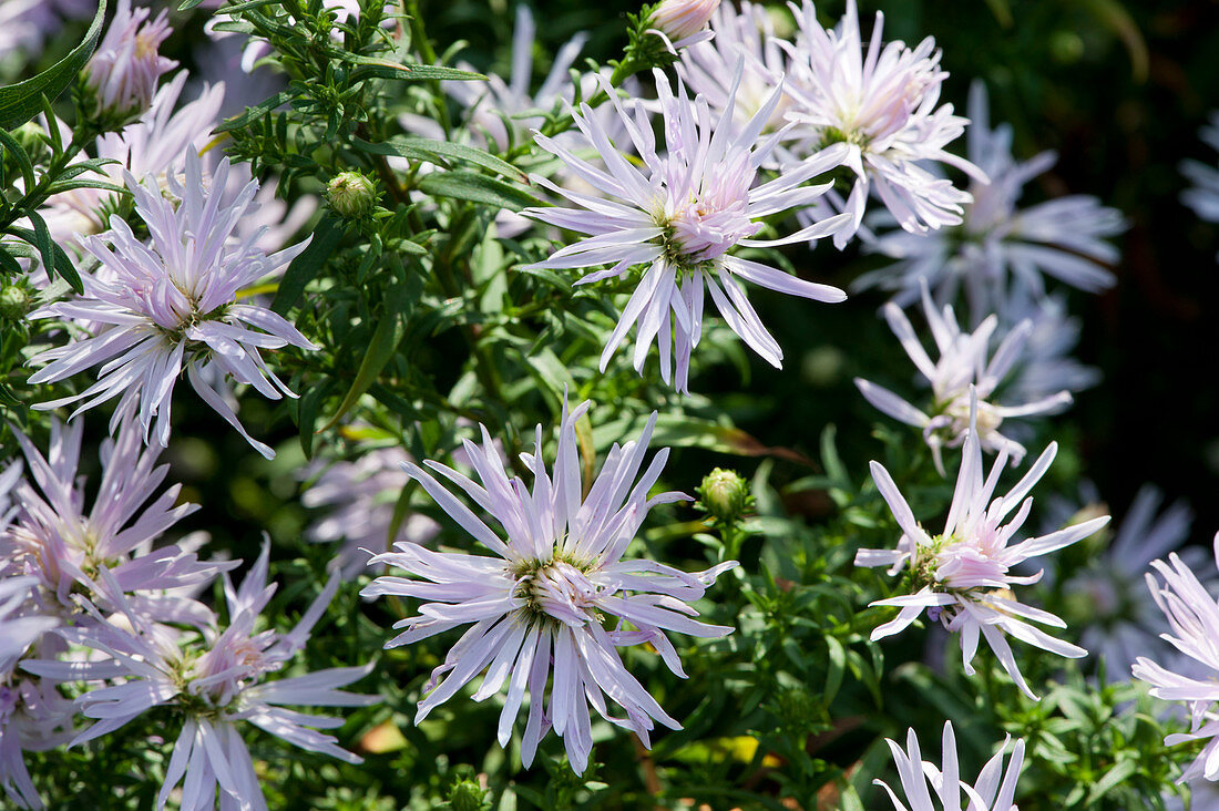 Aster novi 'Rosenquarz''