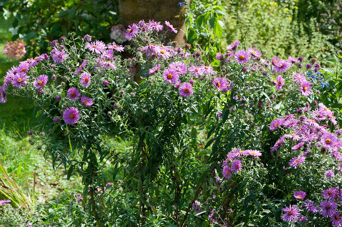 Aster novi 'Pink Pearl'