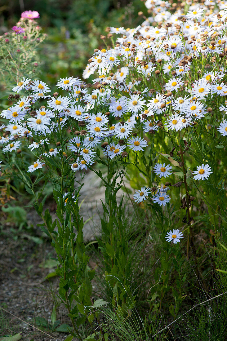 Wild aster 'Ashvi'