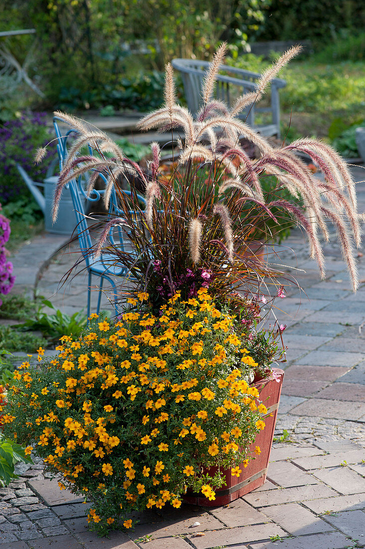 Red bristle grass 'Rubrum' with spiced tagetes in a wooden bucket