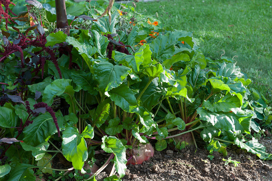 Yellow beetroot 'Burpees Golden'