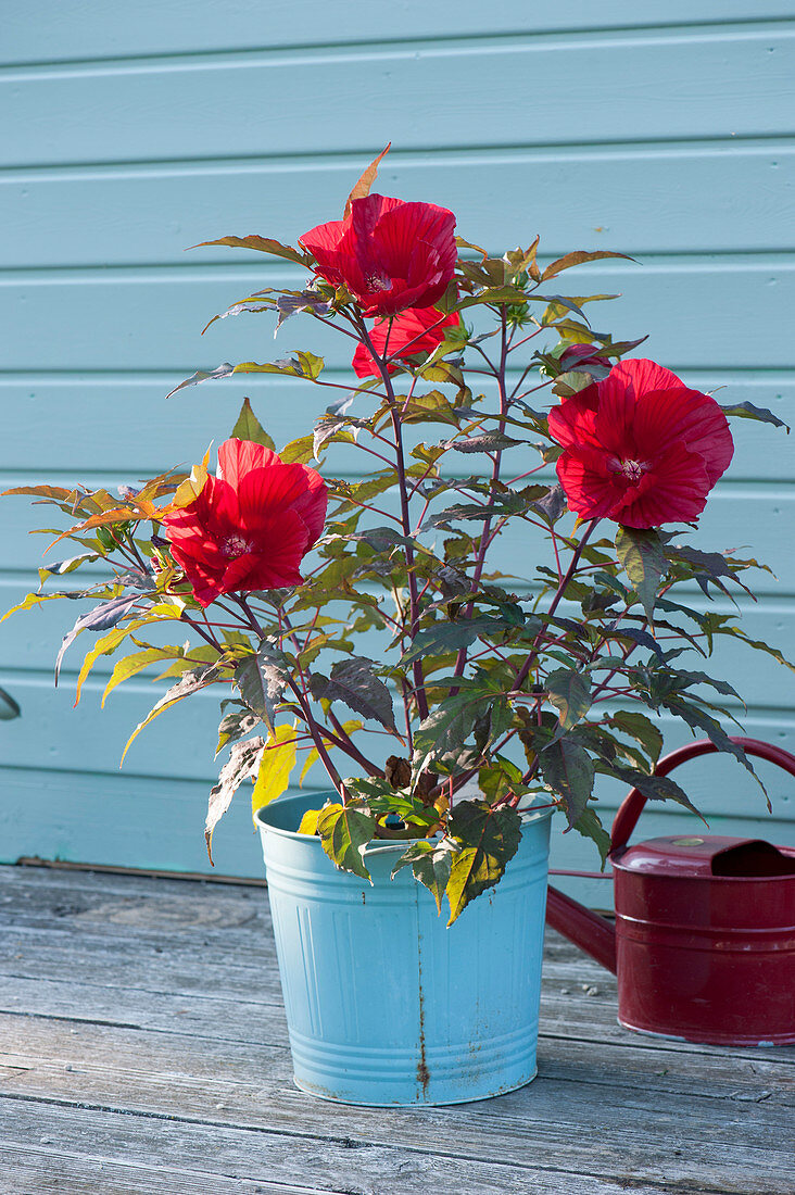 Hibiscus Summerific 'Midnight Marvel'