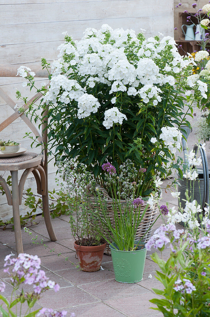 Arrangement mit Flammenblume 'Waupee' im Korb, Berglauch und Dost