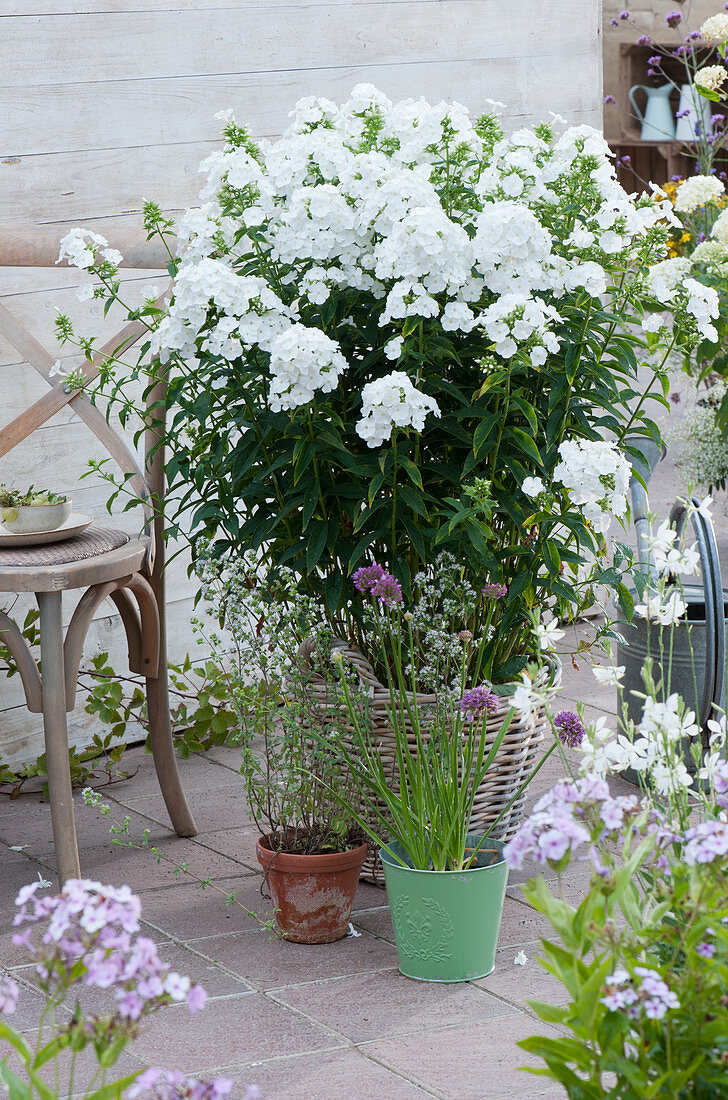 Arrangement with Phlox 'Waupee' in a basket, mountain garlic and Dost