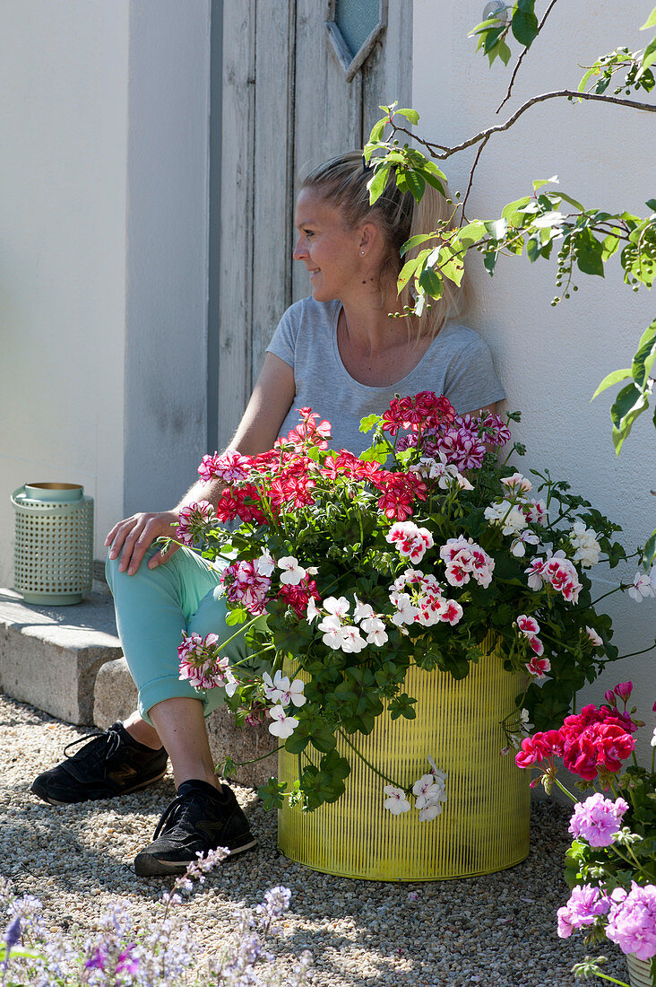 Bucket with geraniums 'Flower Fairy White Splash' 'Happy Face White' 'Red White Bicolor' and 'Happy Face® Dark Red Mex' on gravel terrace, woman sitting on step at the house entrance