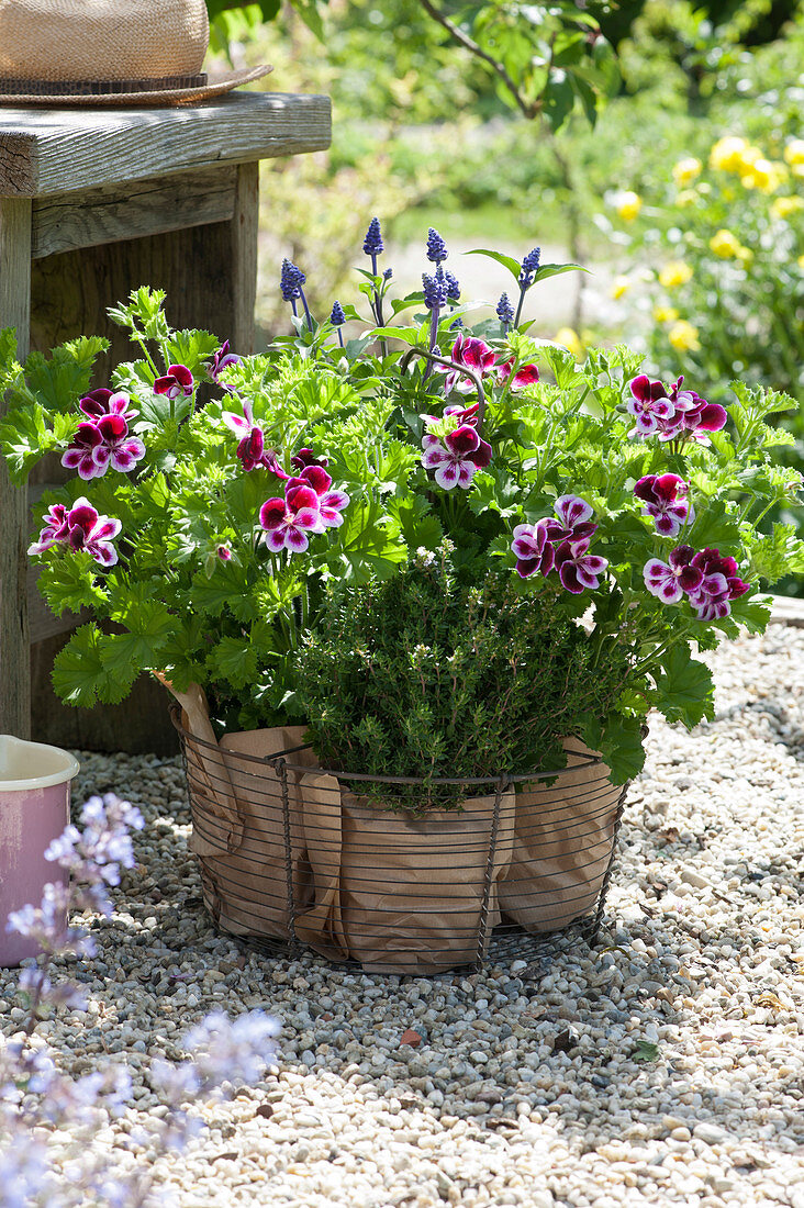 Angel geranium Angeleyes 'Randy', thyme and mealy sage in a wire basket on gravel terrace