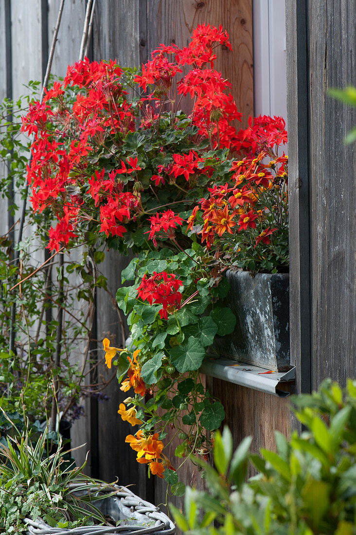 Stellar-Geranie Summer Twist 'Red' mit Kapuzinerkresse und Zweizahn 'Beedance Painted Red' in Kasten am Fenster