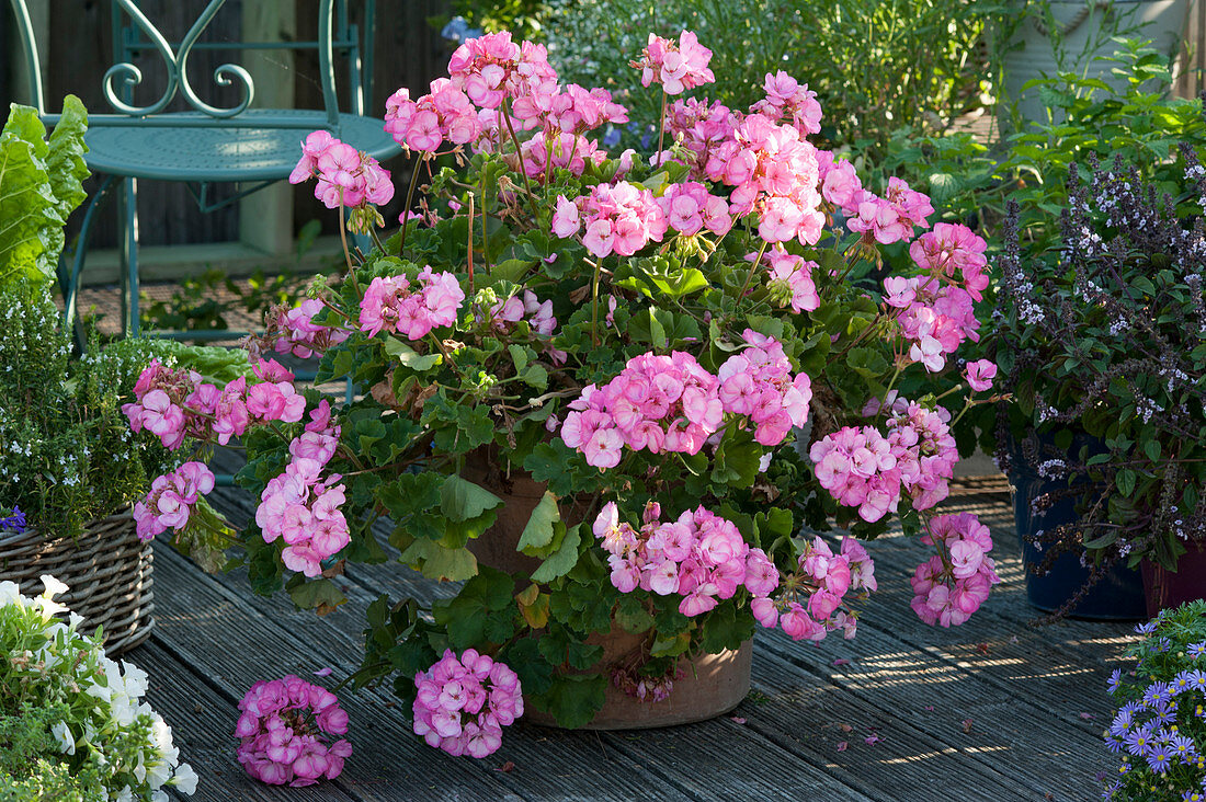 Standing geranium 'Rosita'