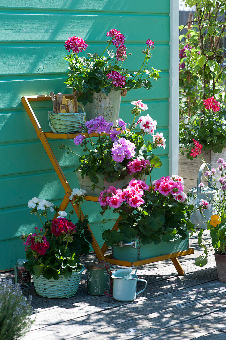 Geraniums 'Red White Bicolor' 'Amethyst' 'Flower Fairy White Splash' 'Calliope Rose Splash' 'Tango Neon Purple' 'Glacis' on flower stairs