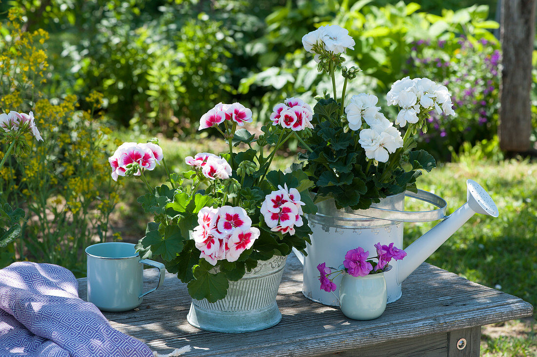 Standing geraniums 'Flower Fairy White Splash' and 'Glacis'