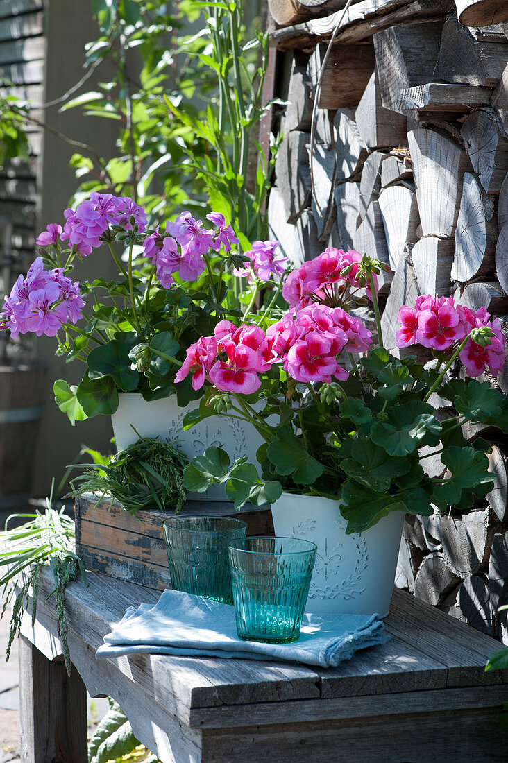 Geraniums 'Calliope Rose Splash' and 'Amethyst' with wreaths of grass