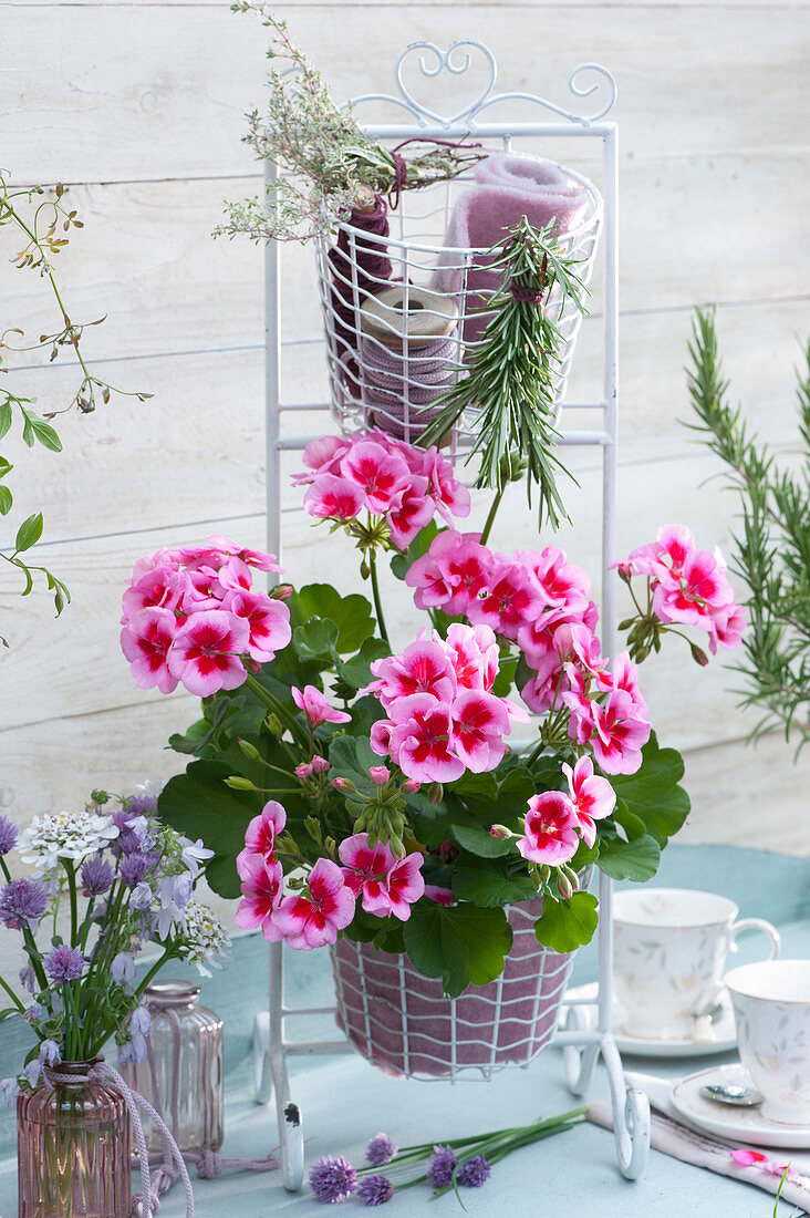 Standing geranium 'Flower Fairy Pink' in a wicker frame, sprigs of rosemary and thyme, bouquets of chives, candytuft and bellflower