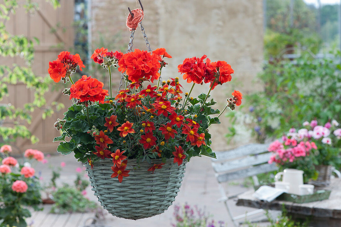 Hanging basket with geranium 'Anthony' and bidens 'Painted Red'