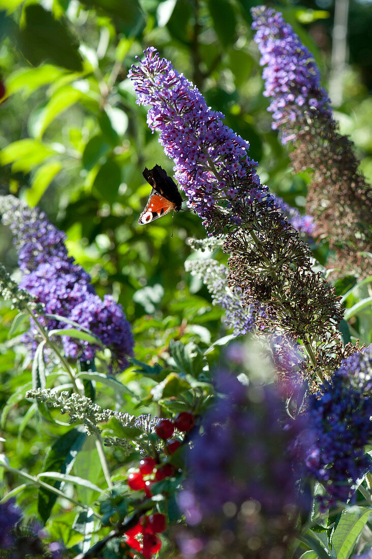 Peacock butterfly on buddleia flowers