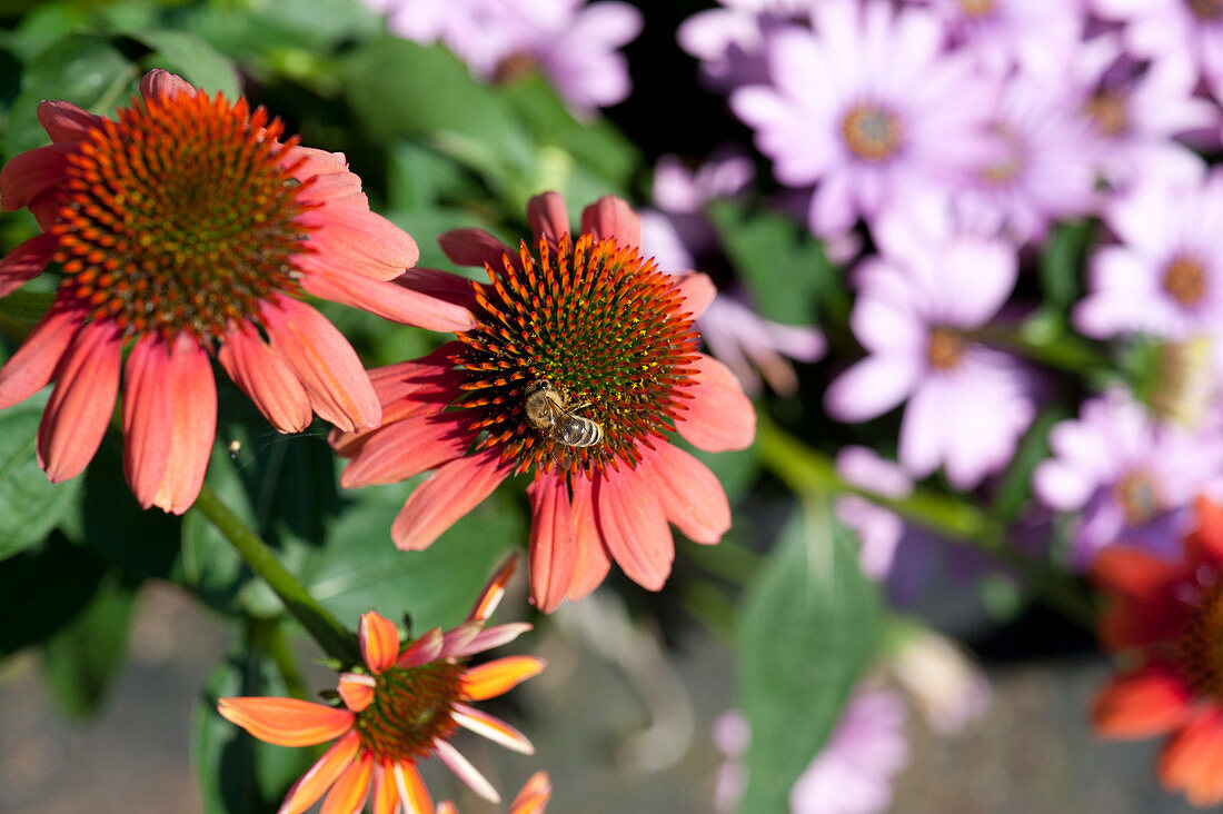 Honey bee on blossom of the Echinacea