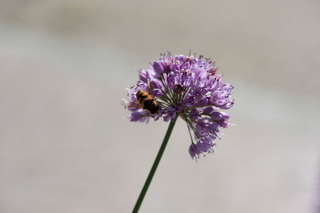 Dung bee on blossom of mountain garlic