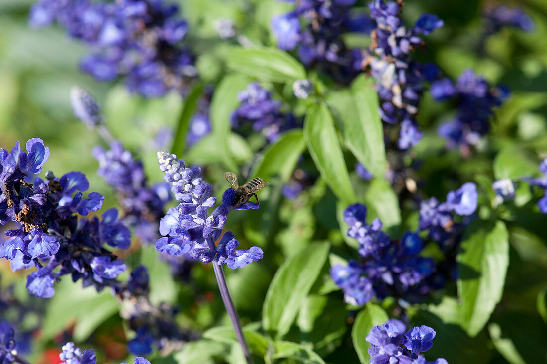 Bee on Sage 'Violet Candle'