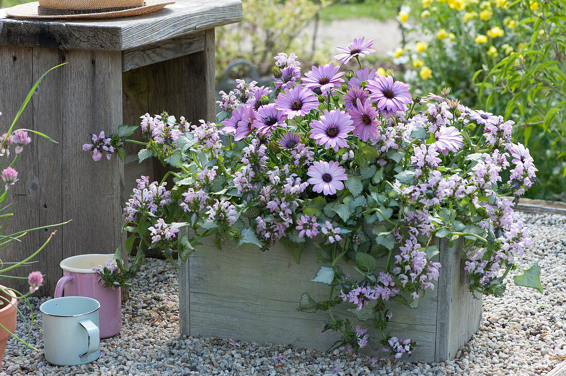 Cape daisy Summersmile 'Light Pink' and dead nettle 'Pink Chablis' in a self-made wooden box