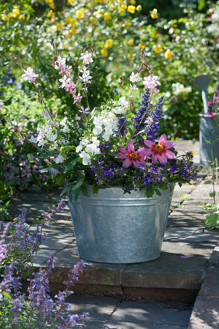 Fächerblume 'Violet Blue', Dahlie 'Happy Single Wink', Engelsgesicht 'Carrara', Prachtkerze 'Freefolk Rosy' und Mehlsalbei in Zink-Kübel