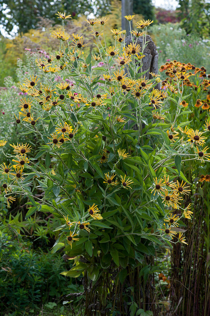 Low felted coneflower 'Henry Eilers'