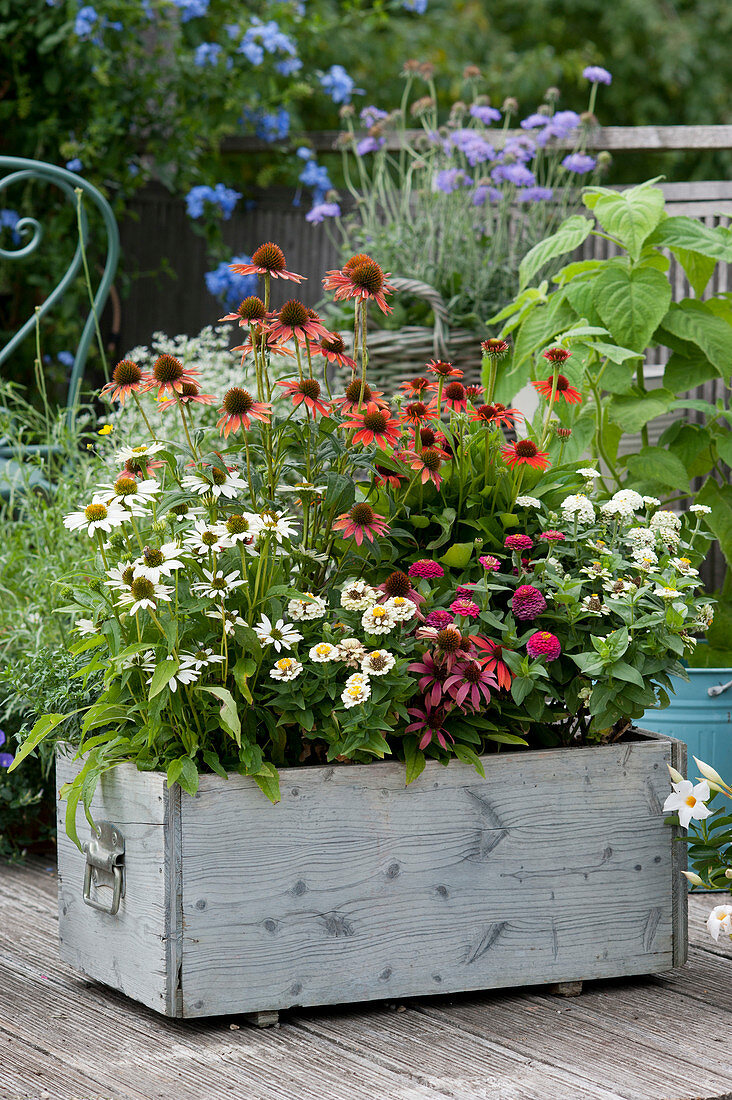 Wooden box with Echinacea Conetto 'Coco' 'Orange', Kismet 'Intense Orange' 'Raspberry' and zinnias