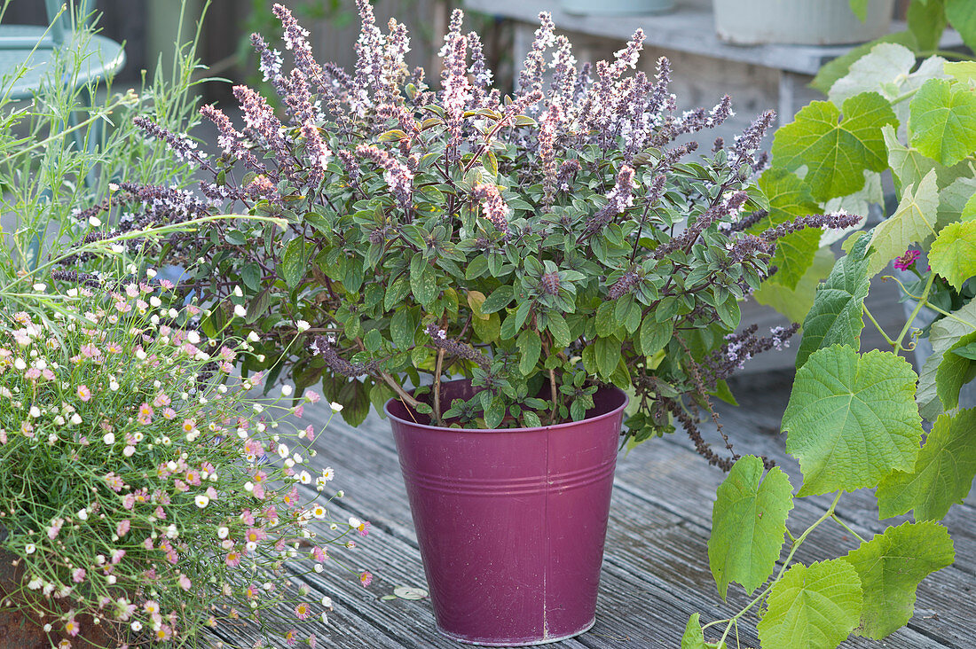 Bush basil 'Magic Blue' in a metal bucket