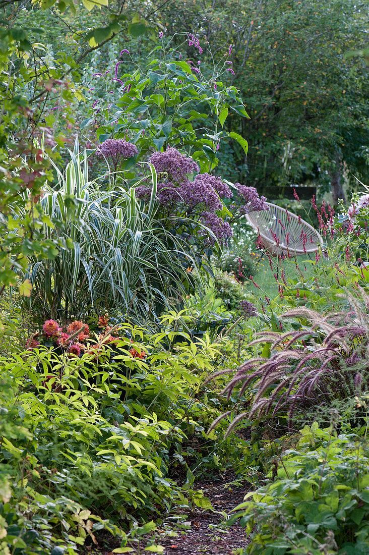 Late summer bed with pile reed, water cane, dahlia, feather bristle grass, knotweed and oriental knotweed
