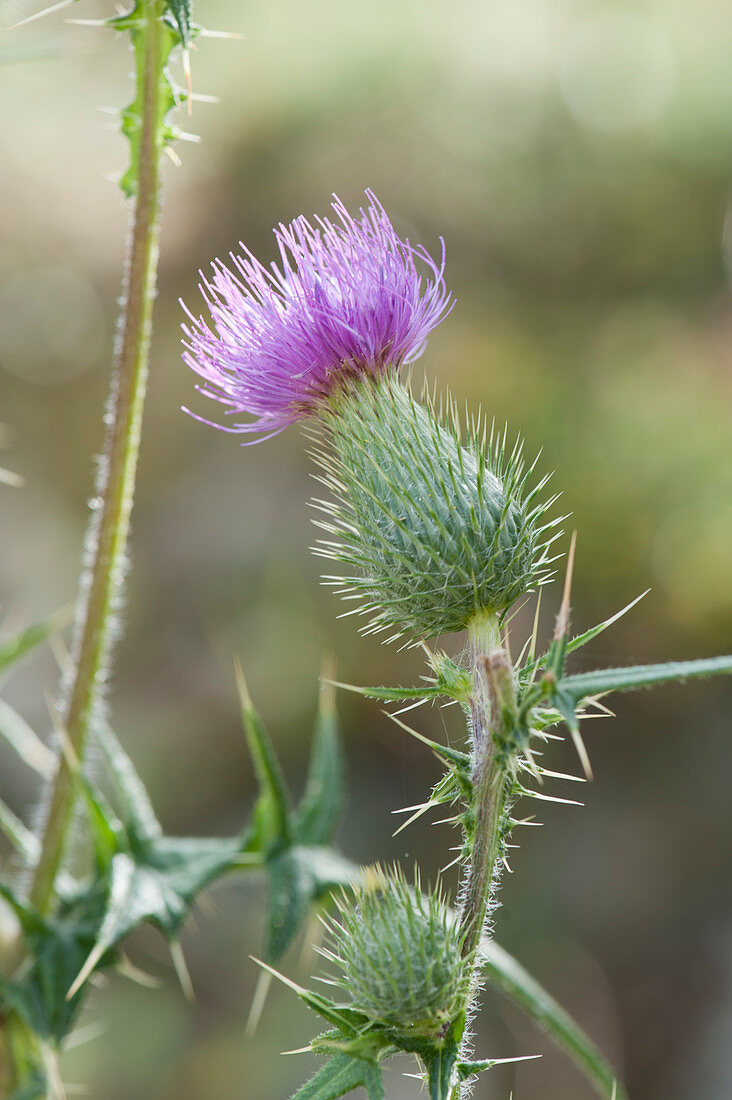 Common thistle