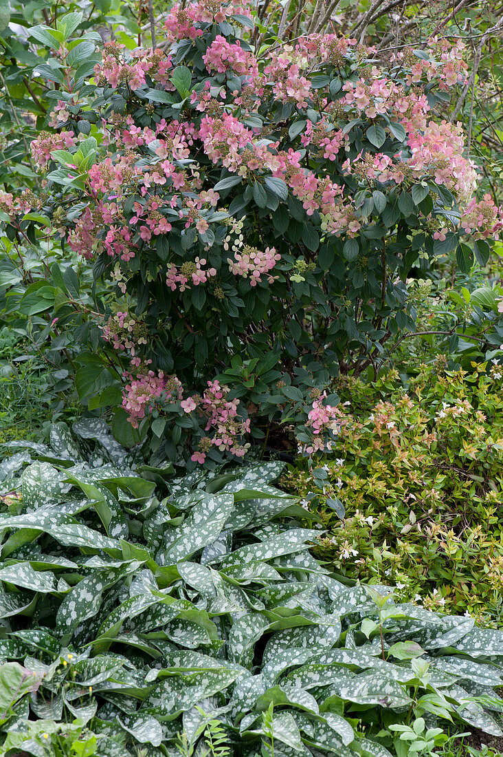 Shrub hydrangea 'Magical Fire' in autumn colors, in front of it lungwort 'Trevi Fountain'