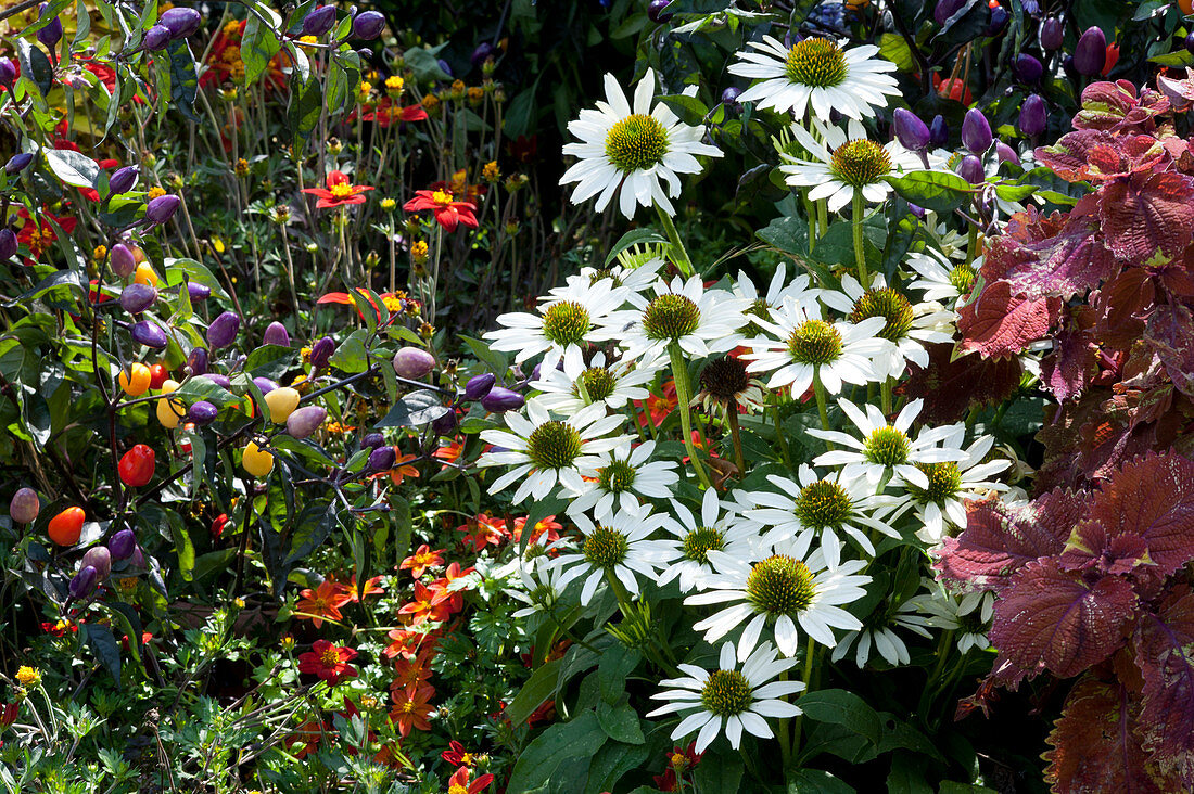 Fancy coneflower Conetto 'Coco', pepperoni 'Lila Luzi', two-toothed teeth and colored nettle