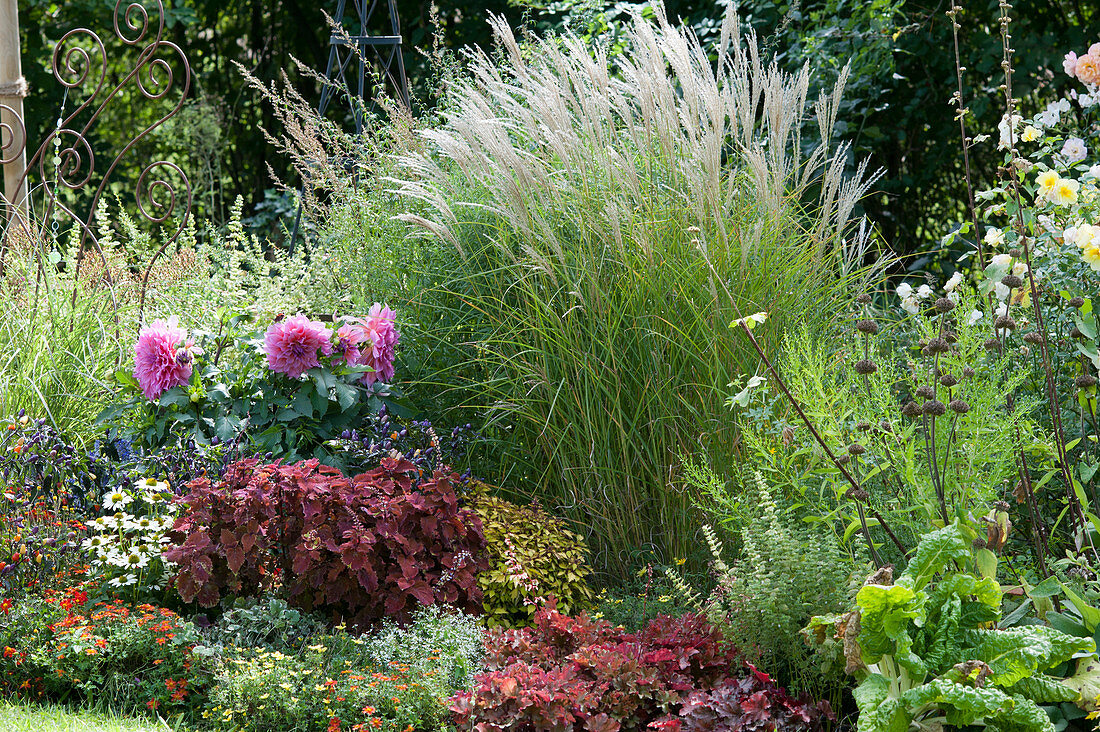 Late summer bed with Chinese reed 'Kleine Silberspinne', dahlia 'Otto's Thrill', colored nettle, conetto 'Coco' Echinacea, bidens, purple bells and chard