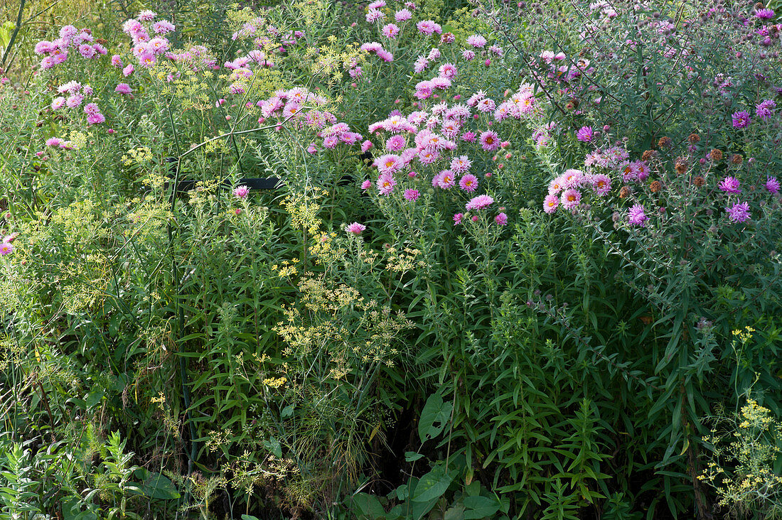 Autumn bed with asters and fennel