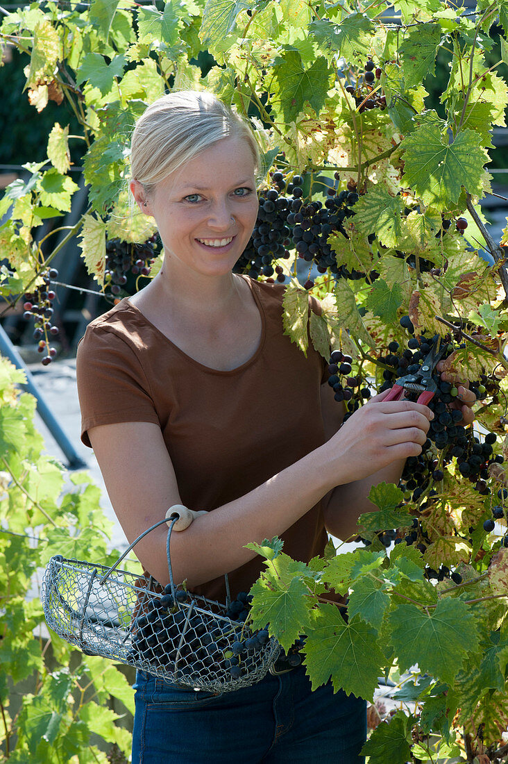 Woman harvests grapes