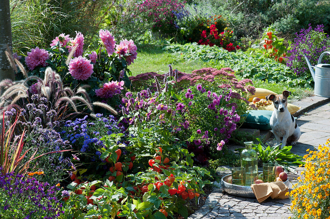 Bed with lantern plant, autumn aster, dahlia, autumn anemone, feather bristle grass, red grass 'Red Baron', sedum plant and ornamental sage 'Ignition Purple', dog Zula, silver bowl with bottle and glasses