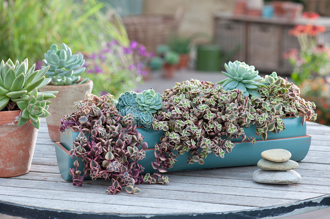 Succulent mix with echeveria and thick leaf 'Desert Diamond' in a turquoise bowl