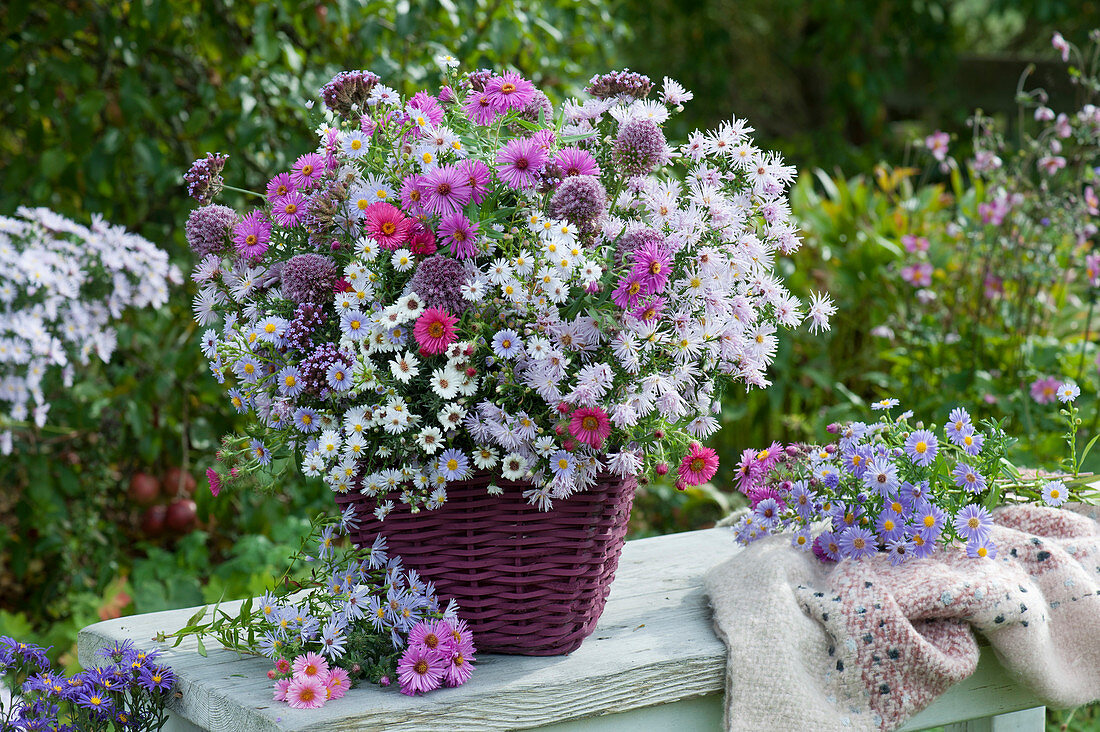 Lush autumn bouquet of asters, mountain onions and verbena in a basket