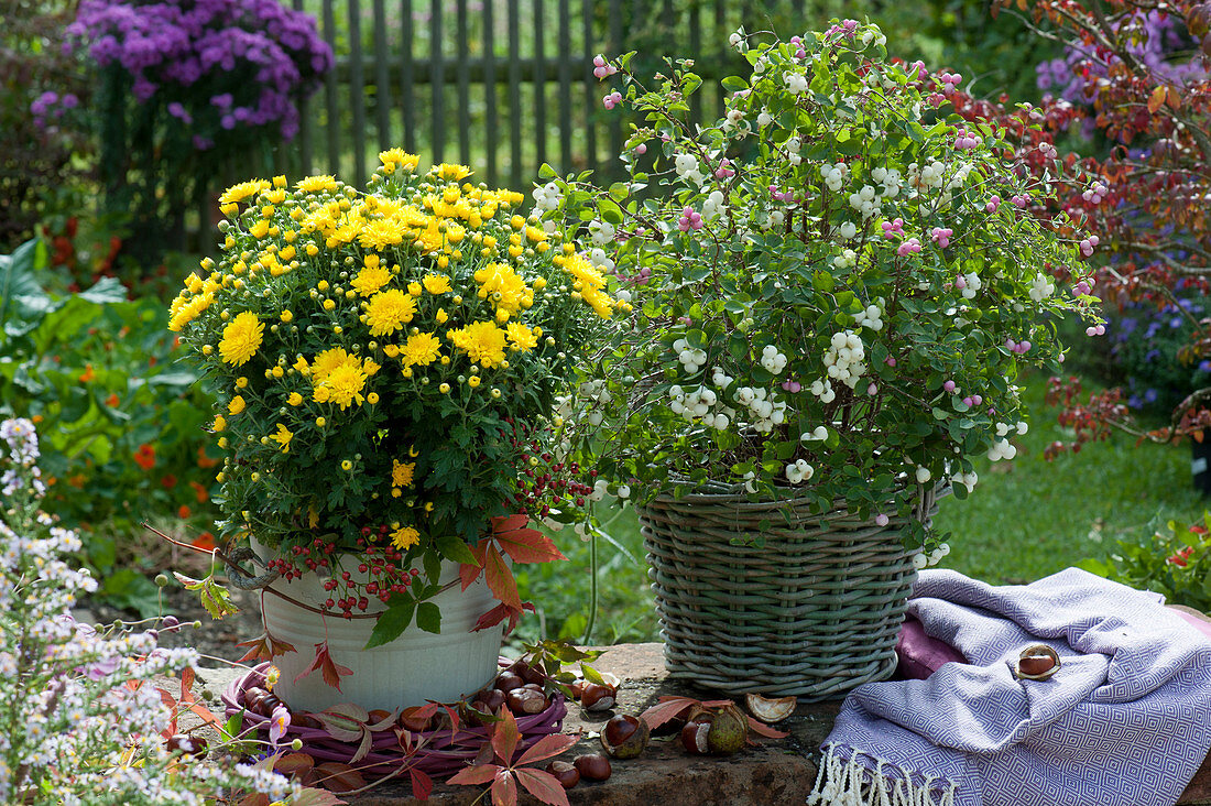 Autumn chrysanthemum 'Tipik Yellow' decorated with rose hips, tendrils of wild wine and a wreath of twigs, a mix of snowberries and coralberries in a basket