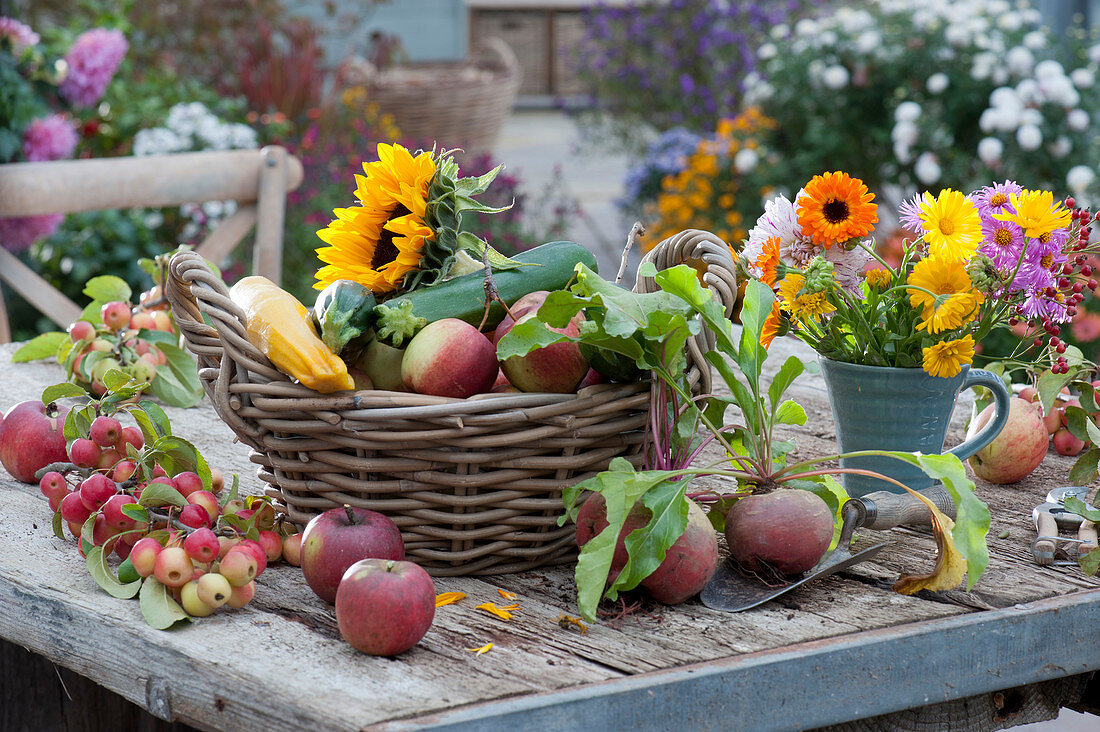 Autumn still life with apples, malus prunifolia, yellow beetroot 'Burpees Golden', zucchini, sunflower and a small bouquet of marigolds, dahlia and aster