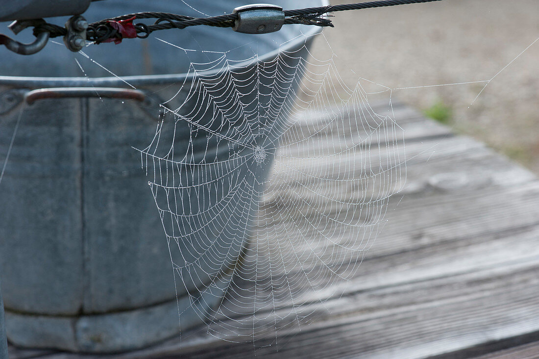 Spinnennetz im Morgentau