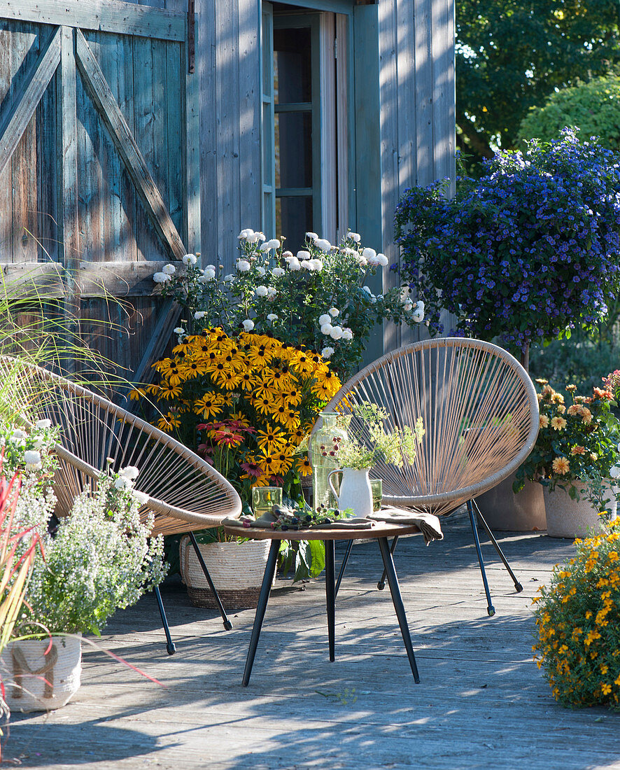 Late summer terrace with a 'Goldsturm' Rudbeckia, chrysanthemum, gentian tree, spiced tagetes, mountain mint and dahlia