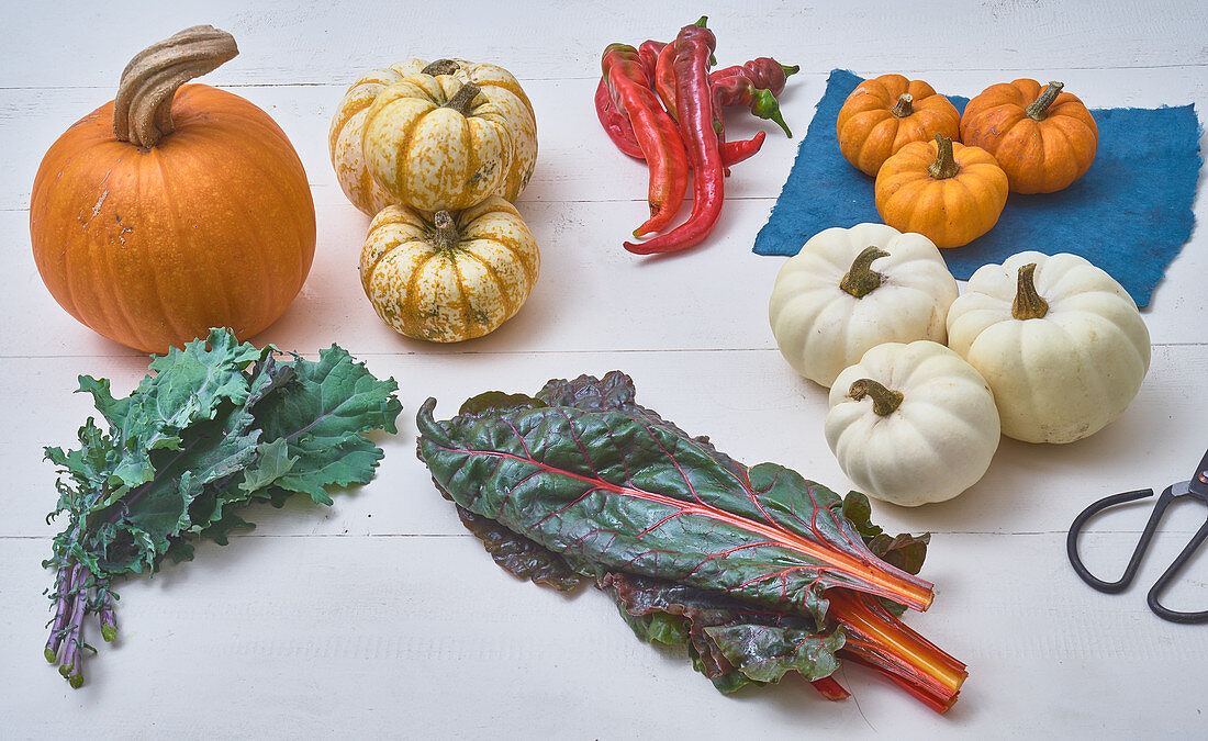 Getting ready for pumpkin pie after harvesting the pumpkins