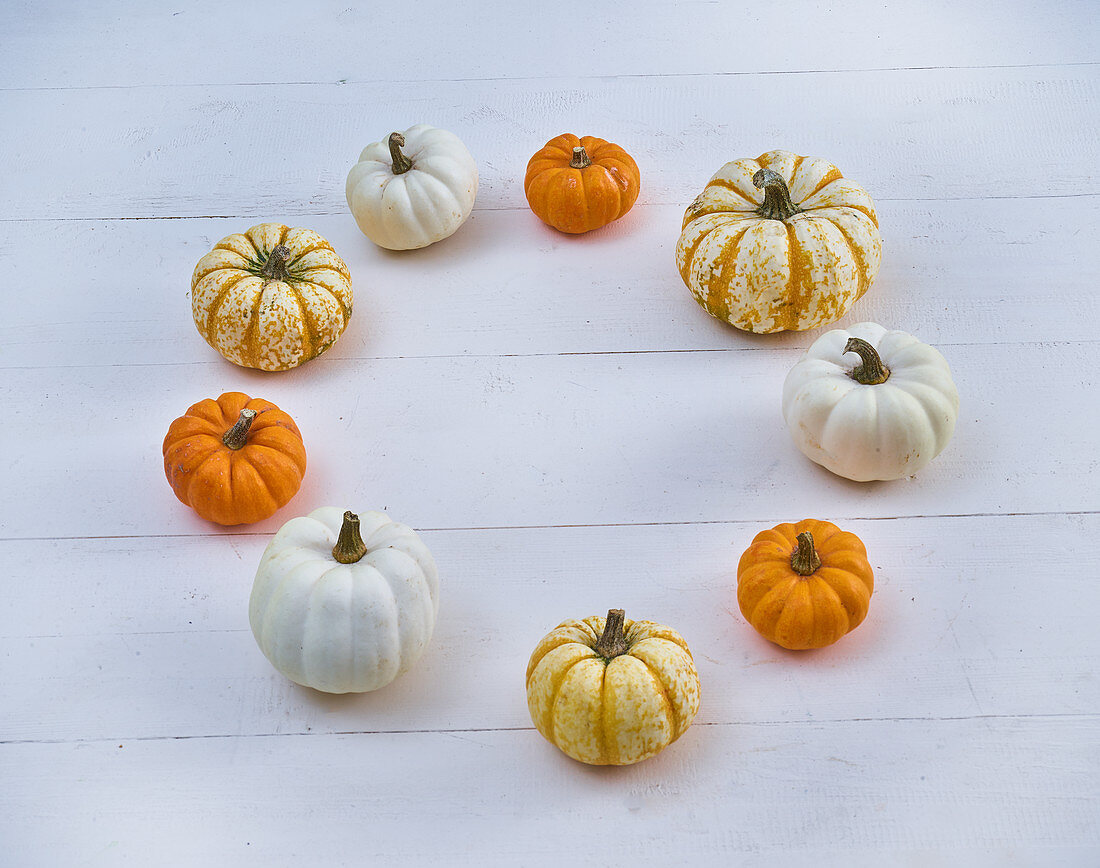 Getting ready for pumpkin pie after harvesting the pumpkins