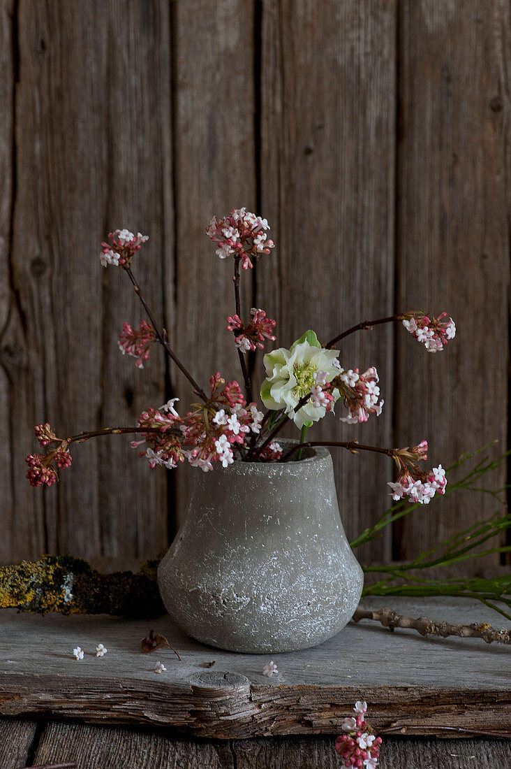 Branches of Bodnant viburnum in small vase against rustic wooden wall